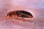 BedBugs